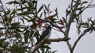 Whitebreasted Woodswallow at Sandy Camp Road Wetlands [upl. by Furr]