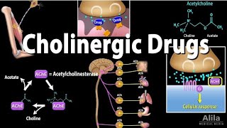 cholinergic drugs muscarinic and nicotinic receptors part 2  pharmacology lectures in urdu hindi [upl. by Charissa]