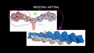 Miozyna i aktyna [upl. by Baram]