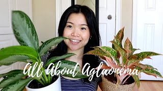 Aglaonema Care Tips amp Tricks  Chinese Everygreen Plants [upl. by Anoiuq]