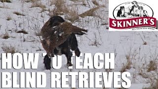 Gundog training tips  Teaching the blind retrieve [upl. by Birkner997]