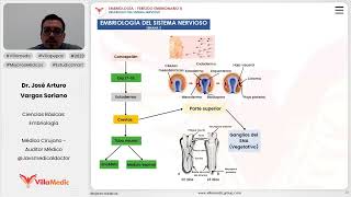 Desarrollo del sistema nervioso  Embriología del sistema nervioso [upl. by Lertnom898]