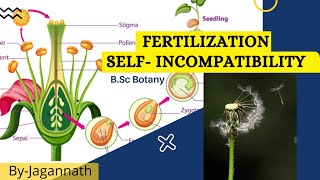 Fertilization and selfincompatibility  Bsc botany [upl. by Hiltan516]