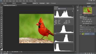 Photoshop Tutorial for Beginners  02  Understanding the Histogram [upl. by Keung]