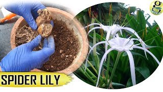 SPIDER LILY PLANT Growing from Bulbs with Results and Spiderlily Care Tips [upl. by Airamesor740]