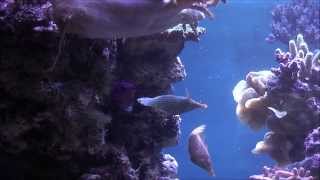 Oxymonacanthus longirostris spawning [upl. by Alesig]