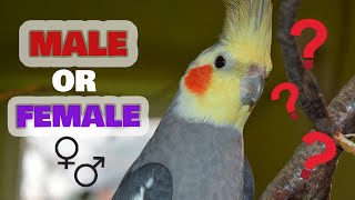 How to tell if a Cockatiel Is Male or Female [upl. by Halland]