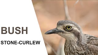 Australian BirdsBush Stonecurlew Parents and chicks Australian Bird Media [upl. by Seugram320]