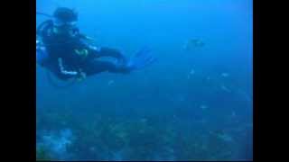 Giant Cuttlefish Attack SCUBA diver [upl. by Aley]