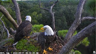 NEFL Cam 1  Live Bald Eagle Cam [upl. by Creamer357]