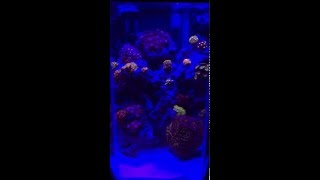 CRAZY COLORS 20 Gallon Hexagon Reef Tank wactinic lighting [upl. by Anett]