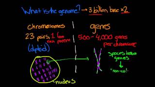 What is Genomics [upl. by Lilas]