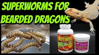 Superworms for Bearded Dragons [upl. by Pedaiah911]