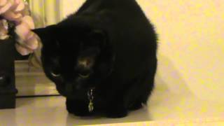 Angry black cat hissing and growling [upl. by Elane]