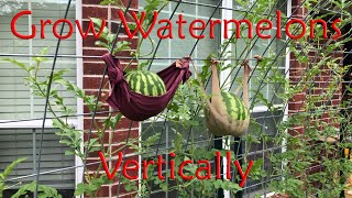 Grow Watermelon Vertically [upl. by Asirb673]