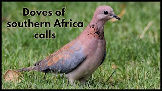 Doves of southern Africa calls [upl. by Aicnilav108]