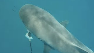 Jet Ski Rider Has Close Encounter With Tiger Shark [upl. by Olihs]