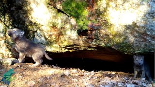 Wild wolf pups first howls [upl. by Anyat]