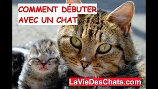 5 astuces pour bien débuter avec un chat 🐱 [upl. by Lanaj]