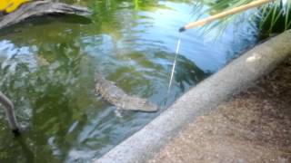 Feeding an alligator at The Crab Shack  Tybee [upl. by Hcirdla]