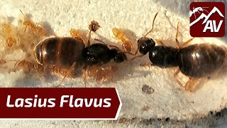 Lasius Flavus the Yellow Meadow Ants  Colony Update Still a Joy to keep [upl. by Leon]