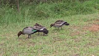 Ducksin the lake Ambarvale Australia [upl. by Eob]