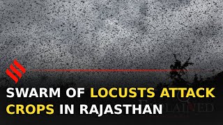 Swarm of locusts attacks in Rajasthan farmers worried  Locust Swarm India [upl. by Venator]