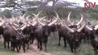 MBARARA Conservation of long horned Ankole cattle tops Tourism expo [upl. by Barnum]