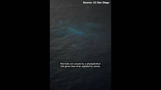 Red tide off San Diego coast features dolphins playing in blue glow [upl. by Atinuj]