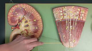 Kidney Anatomy  Review and Quiz [upl. by Tnomyar]