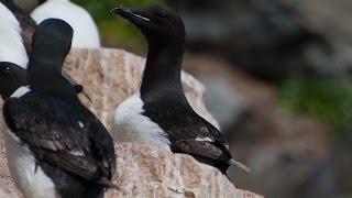 Arctic Marine Life Course Seabirds [upl. by Klehm255]