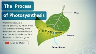 Photosynthesis  Photosynthesis process  Photosynthesis definition [upl. by Volney]