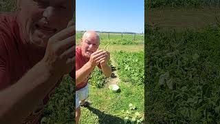 Comment faire vos propres graines d haricots verts et autres haricots [upl. by Onoitna]