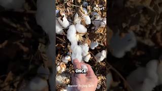 How They Process Cotton [upl. by Eniffit]