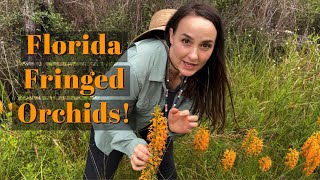 Florida Fringed Orchids [upl. by Faye]