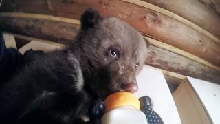 Adorable bottlefeeding baby bears  GoPro [upl. by Anifled]