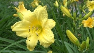 Happy Returns Daylily  Hemerocallis Happy Returns [upl. by Kaiser]