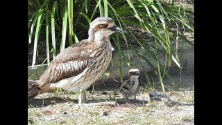 Tweed’s Curlew Coast – Living with Bush Stonecurlews [upl. by Imoyik]