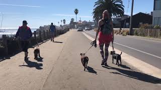 Patterdale Terrier JET Central Coast OffLeash K9 Training [upl. by Rattray]