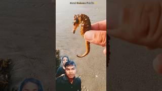 Guardian of the Sea Rescuing a Stranded Seahorse 🥺shorts short animals viralvideo treanding [upl. by Amrac826]