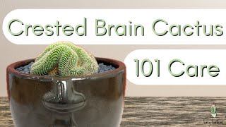 Crested Brain Cactus┃Mammillaria Cristata [upl. by Dachi]