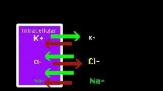 Resting Potential [upl. by Politi]