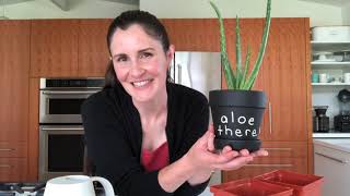 How to repot aloe plants [upl. by Lakin141]