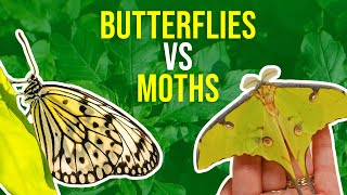 Moths vs Butterflies  How Can I Tell Moths And Butterflies Apart [upl. by Eirruc]