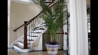 Growing Areca Palm Indoors in Canada [upl. by Narahs]