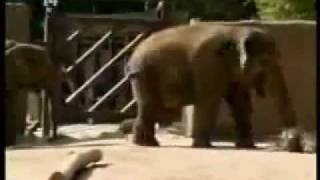 Man gets head caught in elephant bummp4 [upl. by Kcinnay]