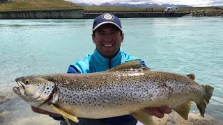 Big Brown Trout Fishing Twizel Canals South Island New Zealand Dec 2019 [upl. by Jolenta]