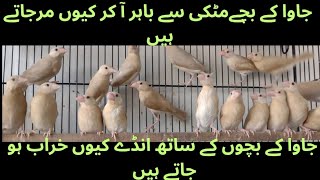 Java Sparrow Kay chicks ko Marnay Say Bachay  java Kay Anday Kiyu kharab ho jatay hai Asif Birds [upl. by Jessabell351]