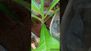 Grow Plumeria pudica plant from cuttinggarden [upl. by Eilssel]