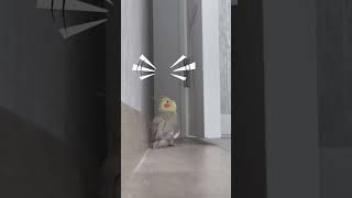 Female Cockatiel CALLING MALE 😀 Cockatiel Flock Call  Cockatiel Sounds  Cockatiel Bird Shorts [upl. by Natale]